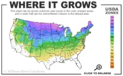 Phantom Hydrangea - 1 Gallon Pot -Plants Sales Store 3a 8a 3