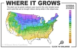 Little Lime Punch Hydrangea - 3 Gallon Pot -Plants Sales Store 3a 8b