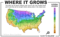 Limelight PeeGee Hydrangea - 1 Gallon Pot -Plants Sales Store 3a 9b 2