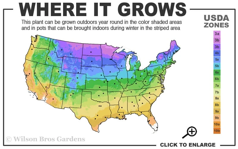 Oso Easy 'Hot Paprika' Rose - 3 Gallon Pot 3 Oso Easy 'Hot Paprika' Rose - 3 Gallon Pot - Image 3