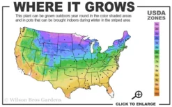 Pink Flamingo Clematis - 1 Gallon Pot 8 Pink Flamingo Clematis - 1 Gallon Pot -Plants Sales Store 3b 9b