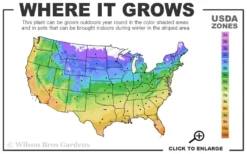 Purpurea Plena Elegans Clematis - 1 Gallon Pot -Plants Sales Store 4a 11 2