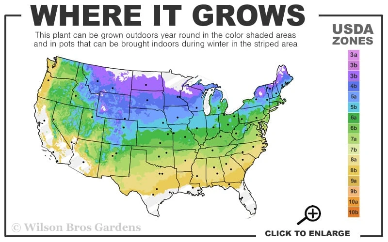 Japanese Snowball Bush (Viburnum Plicatum) - 2 Gallon Pot 3 Japanese Snowball Bush (Viburnum Plicatum) - 2 Gallon Pot - Image 3