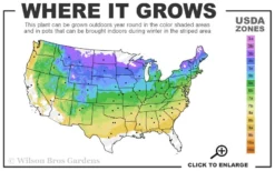 Maple Leaf Viburnum - 1 Gallon Pot -Plants Sales Store 4a 8b 6