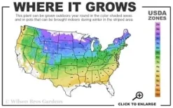 General Sikorski Clematis - 1 Gallon Pot -Plants Sales Store 4a 8b thumbnail