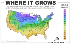 Twist-N-Shout Endless Summer Hydrangea - 3 Gallon Pot -Plants Sales Store 4a 9b 26