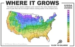 Elsa Spath Clematis - 1 Gallon Pot -Plants Sales Store 4a 9b thumbnail 1