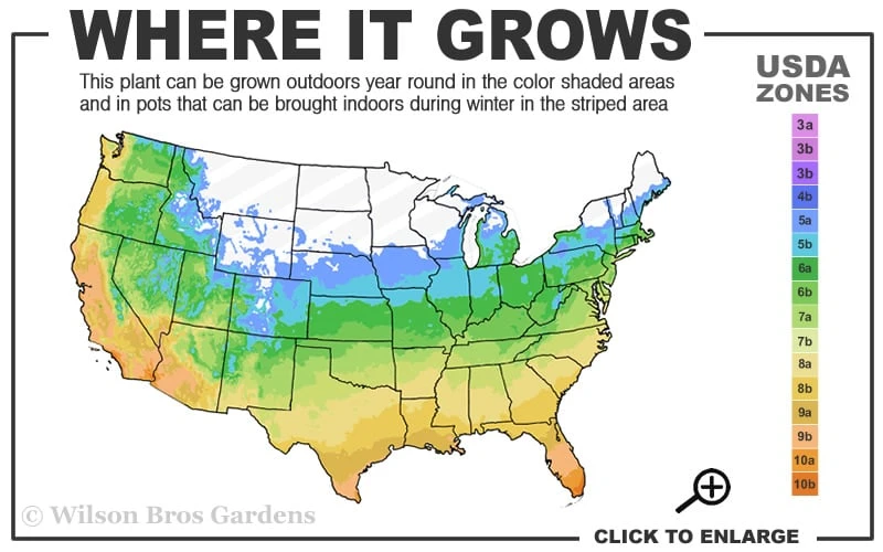 Petite Pink Scotch Miniature Rose - 1 Gallon Pot 3 Petite Pink Scotch Miniature Rose - 1 Gallon Pot - Image 3