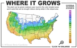 Sunset Horizon Rose - 3 Gallon Pot 5 Sunset Horizon Rose - 3 Gallon Pot -Plants Sales Store 5a 10b 9