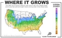 All That Glows Arrowwood Viburnum - 2 Gallon Pot -Plants Sales Store 5a 8b 9