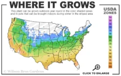 Brindabella Purple Prince Shrub Rose - 1 Gallon Pot -Plants Sales Store 5a 9b 65