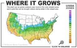 Lady In Red Hydrangea - 3 Gallon Pot -Plants Sales Store 5b 9b