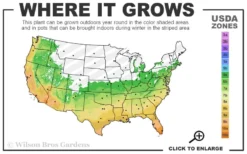 Cab Sav Cold Hardy Eucalyptus Tree (Eucalyptus Rubida) - 3 Gallon Pot -Plants Sales Store 6a 11 3