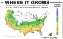 Preziosa Multi Color Hydrangea - 3 Gallon Pot 8 Preziosa Multi Color Hydrangea - 3 Gallon Pot -Plants Sales Store 6a 9b 5
