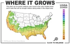 Angus Cold Hardy Eucalyptus Tree (Eucalyptus Nicholii) - 2 Gallon Pot -Plants Sales Store 6b 10b 2