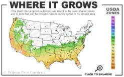 Big O Cold Hardy Eucalyptus Tree (Eucalyptus Neglecta) - 5 Gallon Pot (5-6') -Plants Sales Store 6b 9b 4