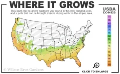 Mirror Leaf Sweet Viburnum - 1 Gallon Pot -Plants Sales Store 7a 10b 5