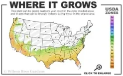 Moonlit Lace Viburnum - 1 Gallon Pot -Plants Sales Store 7a 9b thumbnail 3