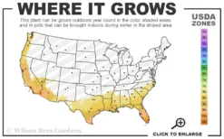 Bluey Cold Hardy Eucalyptus Tree (Eucalyptus Pulverulenta) - 2 Gallon Pot -Plants Sales Store 8a 11 8