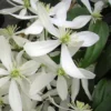 Snowdrift Evergreen Clematis Armandii - 1 Gallon Pot