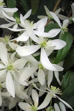Snowdrift Evergreen Clematis Armandii - 2 Gallon Pot