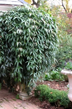 Snowdrift Evergreen Clematis Armandii - 1 Gallon Pot -Plants Sales Store Clematis Armandii Snowdrift 52