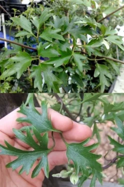 Avalanche Evergreen Clematis - 2 Gallon Pot -Plants Sales Store Clematis Avalanche 15