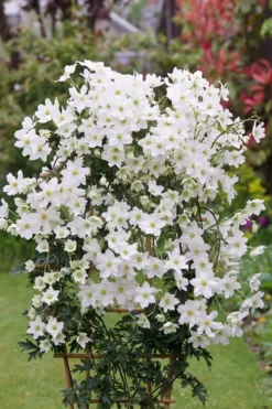 Avalanche Evergreen Clematis - 2 Gallon Pot -Plants Sales Store Clematis Avalanche 5