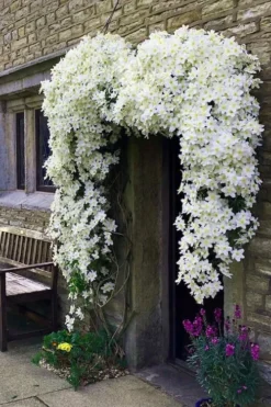 Avalanche Evergreen Clematis - 2 Gallon Pot -Plants Sales Store Clematis Avalanche 7