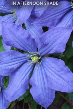 Rhapsody Clematis - 1 Gallon Pot -Plants Sales Store Clematis Rhapsody in shade