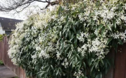 Snowdrift Evergreen Clematis Armandii - 2 Gallon Pot -Plants Sales Store Clematis Snowdrift 22 1