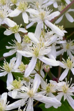 Sweet Autumn Clematis Terniflora - 3 Gallon Pot -Plants Sales Store Clematis Sweet Autumn 5 1