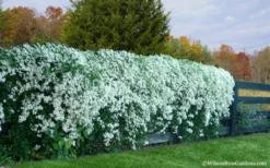 Sweet Autumn Clematis Terniflora - 3 Gallon Pot -Plants Sales Store Clematis Sweet Autumn 6 1
