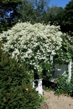 Sweet Autumn Clematis Terniflora - 3 Gallon Pot -Plants Sales Store Clematis Sweet Autumn 7 1