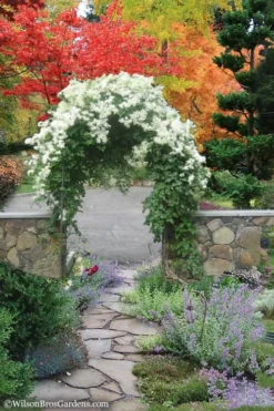 Sweet Autumn Clematis Terniflora - 3 Gallon Pot -Plants Sales Store Clematis Sweet Autumn 8 1