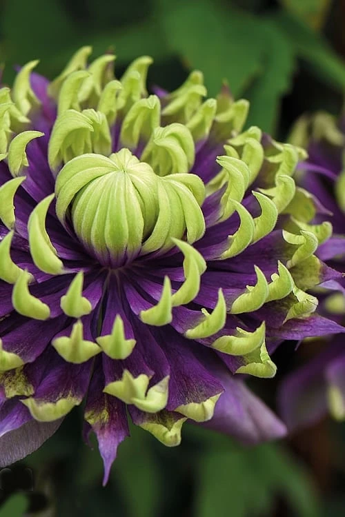 Taiga Clematis - 1 Gallon Pot 1 Taiga Clematis - 1 Gallon Pot