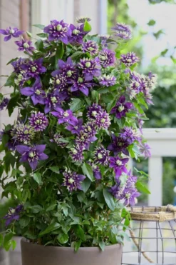 Taiga Clematis - 1 Gallon Pot 11 Taiga Clematis - 1 Gallon Pot -Plants Sales Store Clematis Taiga 10