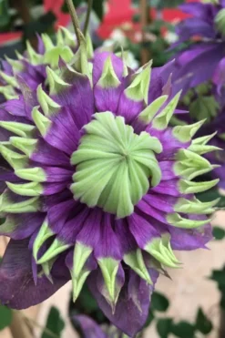 Taiga Clematis - 2 Gallon Pot 13 Taiga Clematis - 2 Gallon Pot -Plants Sales Store Clematis Taiga 2 1