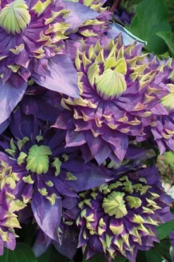 Taiga Clematis - 1 Gallon Pot 12 Taiga Clematis - 1 Gallon Pot -Plants Sales Store Clematis Taiga 3