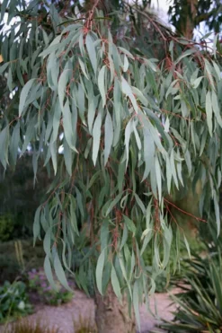Angus Cold Hardy Eucalyptus Tree (Eucalyptus Nicholii) - 2 Gallon Pot -Plants Sales Store Eucalyptus Angus 15 2
