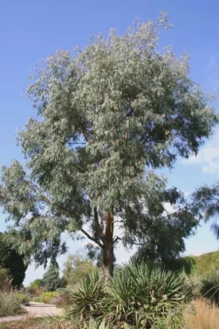 Angus Cold Hardy Eucalyptus Tree (Eucalyptus Nicholii) - 3 Gallon Pot -Plants Sales Store Eucalyptus Angus 16 5