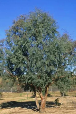 Angus Cold Hardy Eucalyptus Tree (Eucalyptus Nicholii) - 3 Quart Pot 11 Angus Cold Hardy Eucalyptus Tree (Eucalyptus Nicholii) - 3 Quart Pot -Plants Sales Store Eucalyptus Angus 17 1