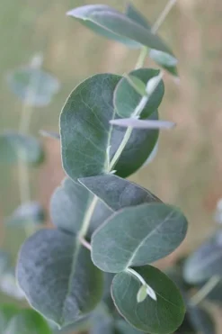 Big O Cold Hardy Eucalyptus Tree (Eucalyptus Neglecta) - 3 Gallon Pot -Plants Sales Store Eucalyptus Big O 3 500x750 8