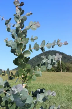 Big O Cold Hardy Eucalyptus Tree (Eucalyptus Neglecta) - 6 Pack Of 1 Gallon Pots -Plants Sales Store Eucalyptus Big O Cold 2 500x750 2