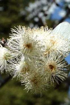 Bluey Cold Hardy Eucalyptus Tree (Eucalyptus Pulverulenta) - 1 Gallon Pot -Plants Sales Store Eucalyptus Bluey 6 1