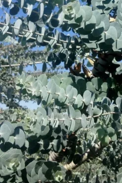 Bluey Cold Hardy Eucalyptus Tree (Eucalyptus Pulverulenta) - 2 Gallon Pot -Plants Sales Store Eucalyptus Bluey 8 3