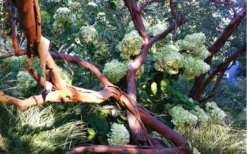 Funky Monkey Cold Hardy Eucalyptus Tree (Eucalyptus Parvula) - Quart Pot 11 Funky Monkey Cold Hardy Eucalyptus Tree (Eucalyptus Parvula) - Quart Pot -Plants Sales Store Eucalyptus Funky Monkey Branches 5