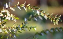 Funky Monkey Cold Hardy Eucalyptus Tree (Eucalyptus Parvula) - 3 Quart Pot -Plants Sales Store Eucalyptus Funky Monkey Leaves 4