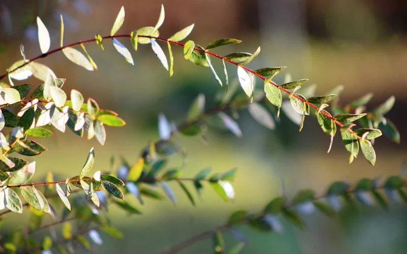 Funky Monkey Cold Hardy Eucalyptus Tree (Eucalyptus Parvula) - Quart Pot 6 Funky Monkey Cold Hardy Eucalyptus Tree (Eucalyptus Parvula) - Quart Pot - Image 6