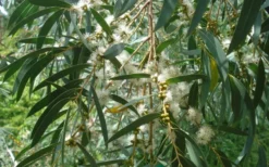 Funky Monkey Cold Hardy Eucalyptus Tree (Eucalyptus Parvula) - Quart Pot 10 Funky Monkey Cold Hardy Eucalyptus Tree (Eucalyptus Parvula) - Quart Pot -Plants Sales Store Eucalyptus Funky Monkey Leaves Mature 5